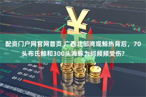 配资门户网官网首页 广西北部湾观鲸热背后,70头布氏鲸和300头海豚为何频频受伤?